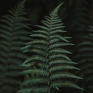 Meet your Posher, Mickey